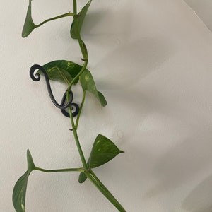 May include: A trailing houseplant with green and yellow leaves, secured by a black metal hook on a white wall. The plant's stems and leaves are visible, creating a natural, decorative element.