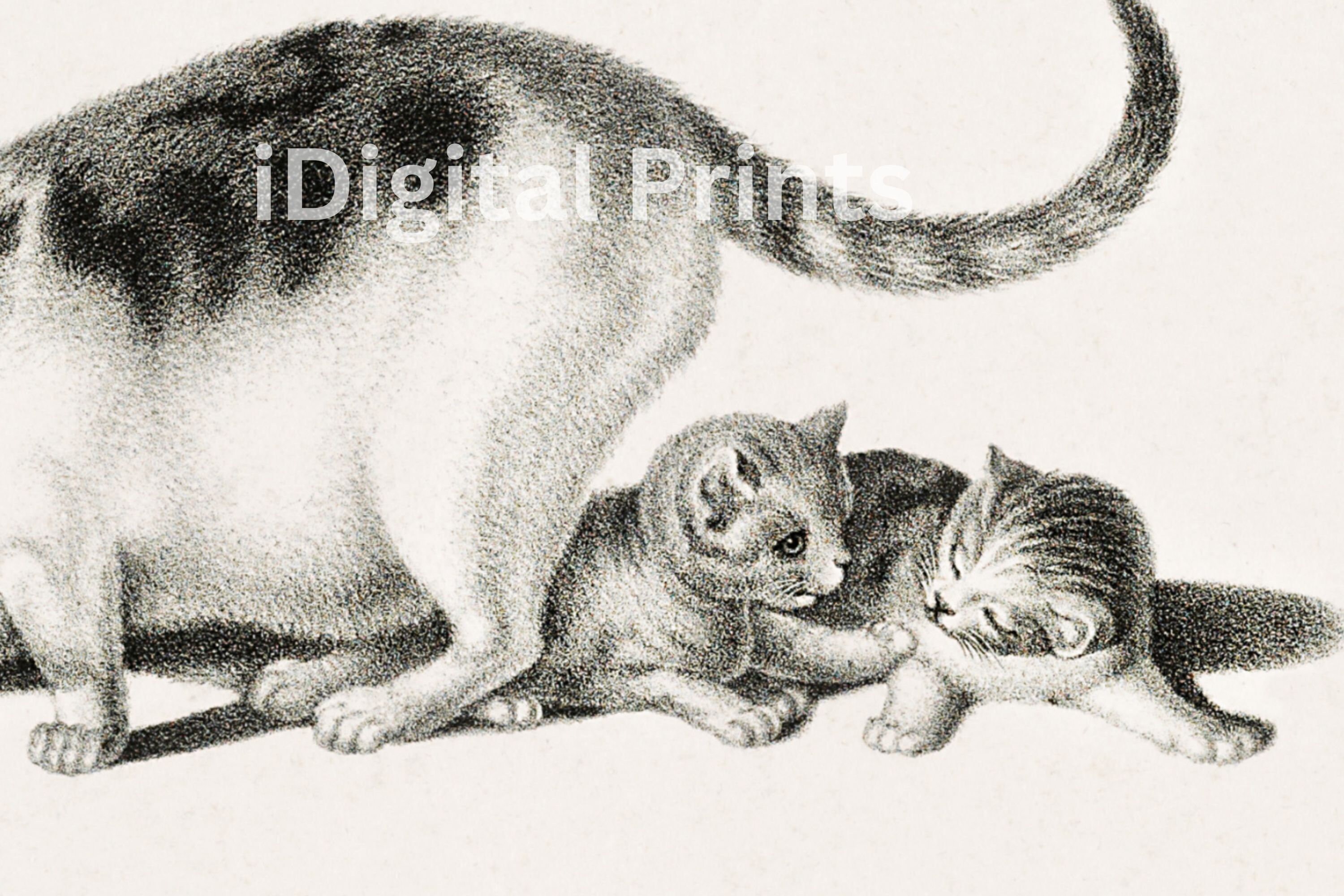 PRINTABLE Black and White Kittens Drawing Wall Art, Antique Cat Sketch ...