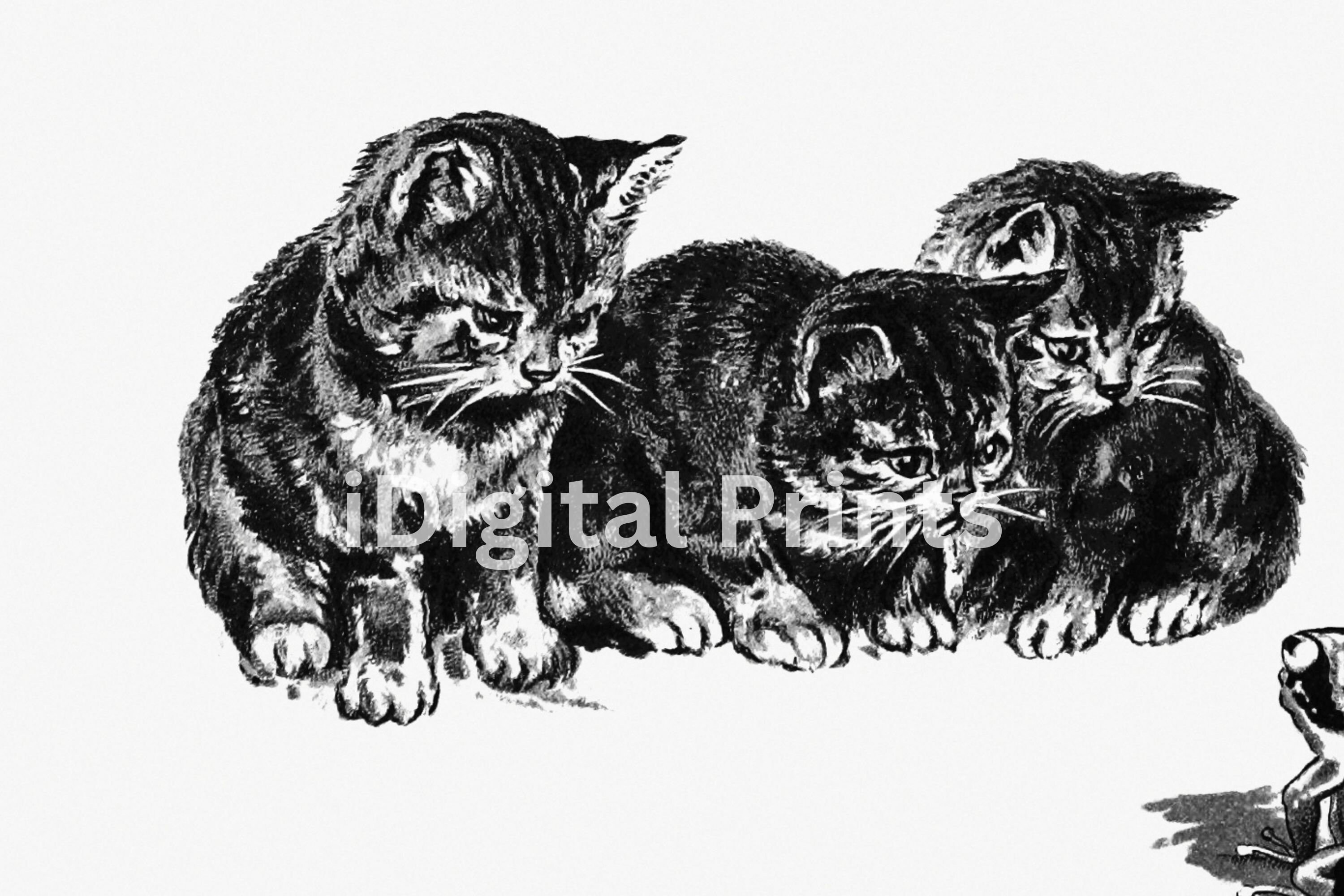 PRINTABLE Black and White Kittens Drawing Wall Art, Antique Cat Sketch ...