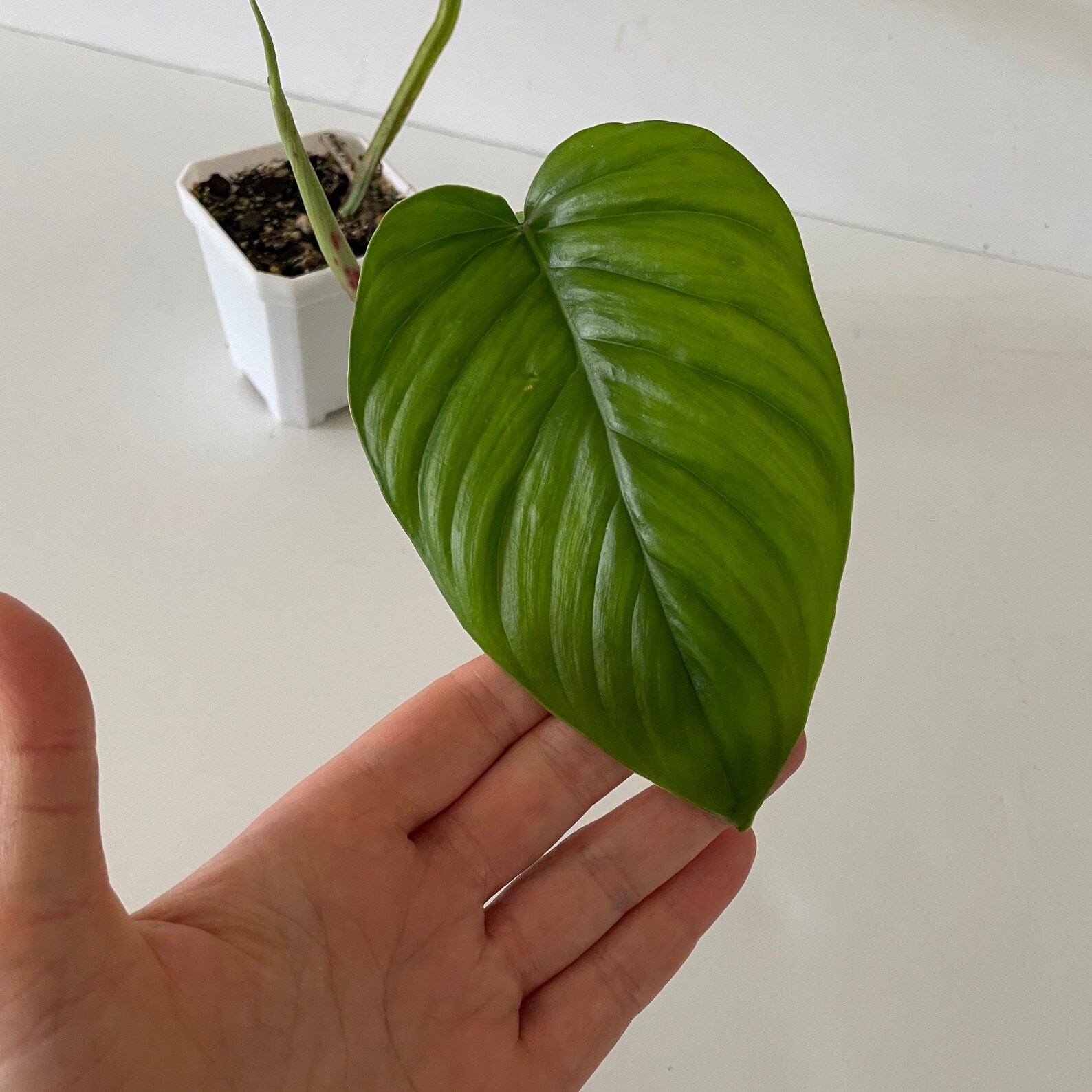 US SELLER Philodendron Ernestii Fully Rooted Established Plant Etsy