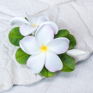 May include: Two white plumeria flowers with pink edges and yellow centers, arranged with green leaves on a white textured surface.