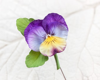 May include: A purple and yellow pansy flower with green leaves on a white background.