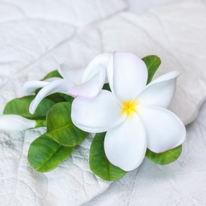May include: White plumeria flowers with green leaves on a white textured background.