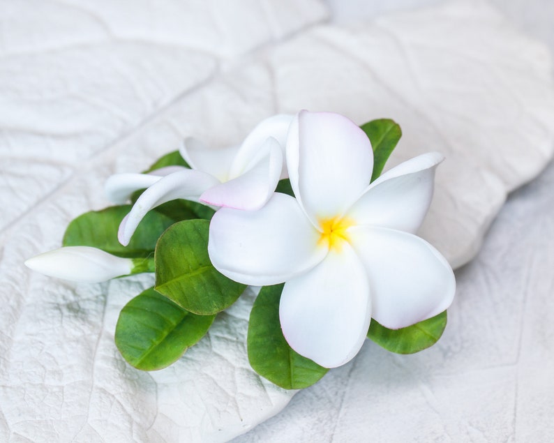 May include: White plumeria flowers with green leaves on a white textured background.