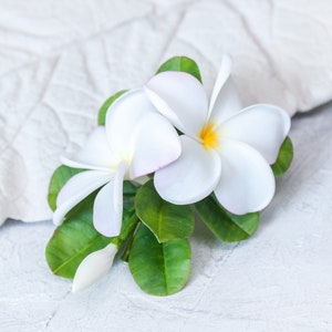 May include: Two white plumeria flowers with pink centers and green leaves on a white background.