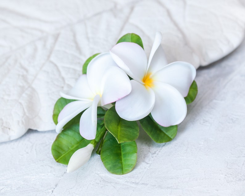 May include: Two white plumeria flowers with pink centers and green leaves on a white background.