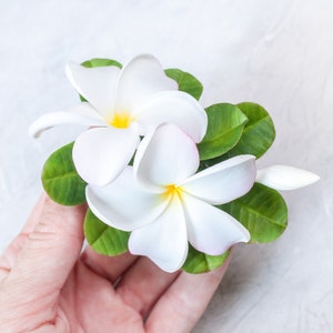 May include: Two white plumeria flowers with yellow centers and green leaves. The flowers are arranged in a bouquet and held in a hand.