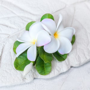 May include: Two white plumeria flowers with pink edges and yellow centers, surrounded by green leaves, on a white textured surface.