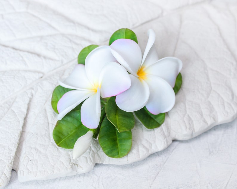 May include: Two white plumeria flowers with pink edges and yellow centers, surrounded by green leaves, on a white textured surface.