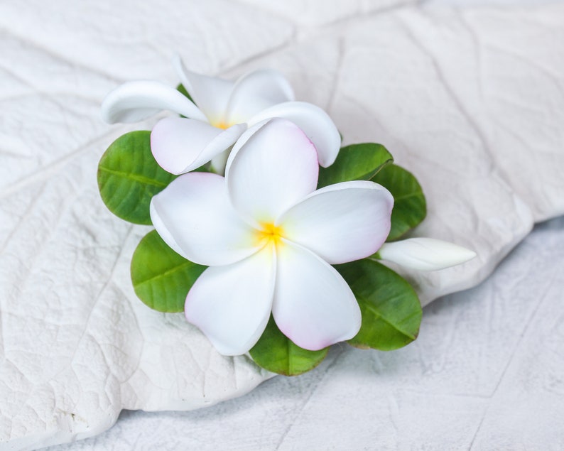 May include: Two white plumeria flowers with pink edges and yellow centers, arranged with green leaves on a white textured surface.