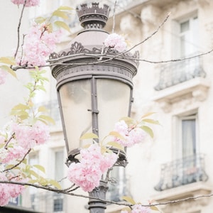 Paris Photography - Cherry Blossoms, Paris in Spring, French Art, French Inspired Photo, Paris Art, Living Room Art, Large Wall Decor