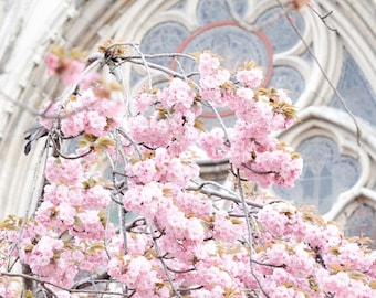 Paris Photography - Cherry Blossoms in Paris, Springtime in Paris, Paris Wall Art, Paris Print, Paris Decor, Paris Bedroom Decor