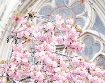 Notre Dame Cherry Blossoms Print – Springtime Paris Photography