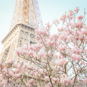 Paris Photography - Magnolia Blossoms at the Eiffel Tower, Spring in Paris, Travel Fine Art Photograph, Large Wall Art, Gallery Wall