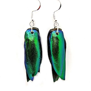 May include: A pair of earrings featuring iridescent green beetle wings with silver hooks.