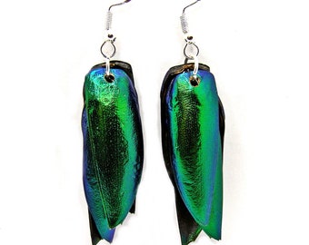 Iridescent Beetle Wing Earrings, Ethically Sourced, Sterling Silver Hooks
