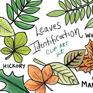 Leaves Clip Art - hand drawn leaves clip art - leaves identification clip art - nature clip art - commercial use clip art - education PNGS