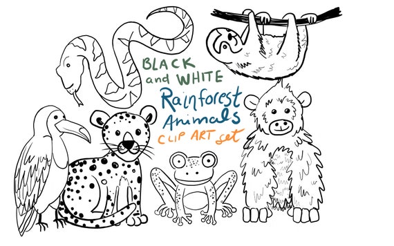 Black And White Doodle Rainforest Animals Rainforest Animal Etsy