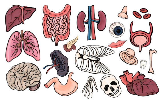 Commercial Use Clip Art Human Anatomy Clipart Human Anatomy Clip Art ...