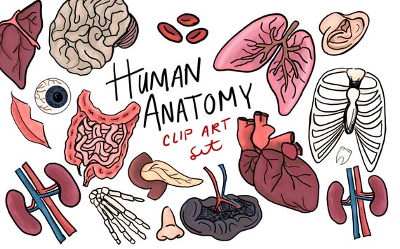 Human Anatomy Clip Art hand drawn clip art commercial use | Etsy