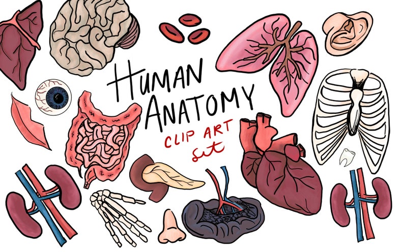 human anatomy art tutorials