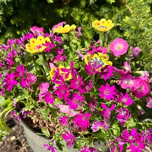 May include: A vibrant pot of blooming flowers, featuring bright magenta and pink blossoms, interspersed with yellow decorative accents. The flowers are set against a backdrop of green foliage, creating a colorful display.