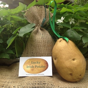 Irish ornament, looks like a real potato. Very cute image 1