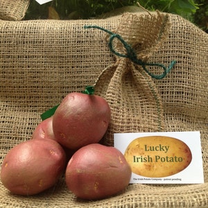 Irish ornament, looks like a real potato. Very cute image 4