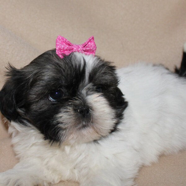 Small Pink Dog Hair Bow. Bowtie Style Puppy Bow. Hot Pink Hair Accessories with Small Flowers. Elastics or French Clips. Small Dog Jewelry