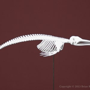 The Rake Skeleton 3D Print Taxidermy Sculpture 