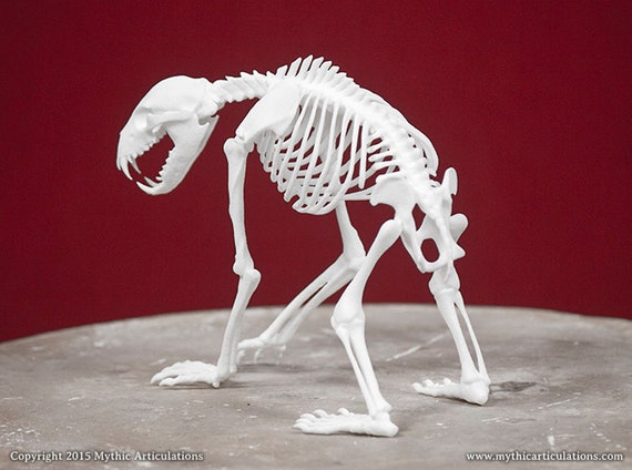 bear bones taxidermy