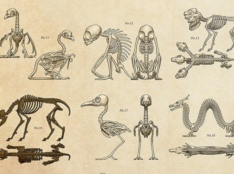 Mythical Creature and Cryptid Skeleton Identification Chart Etsy