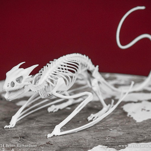 Horned Wyvern Dragon Skeleton 3D Print Taxidermy