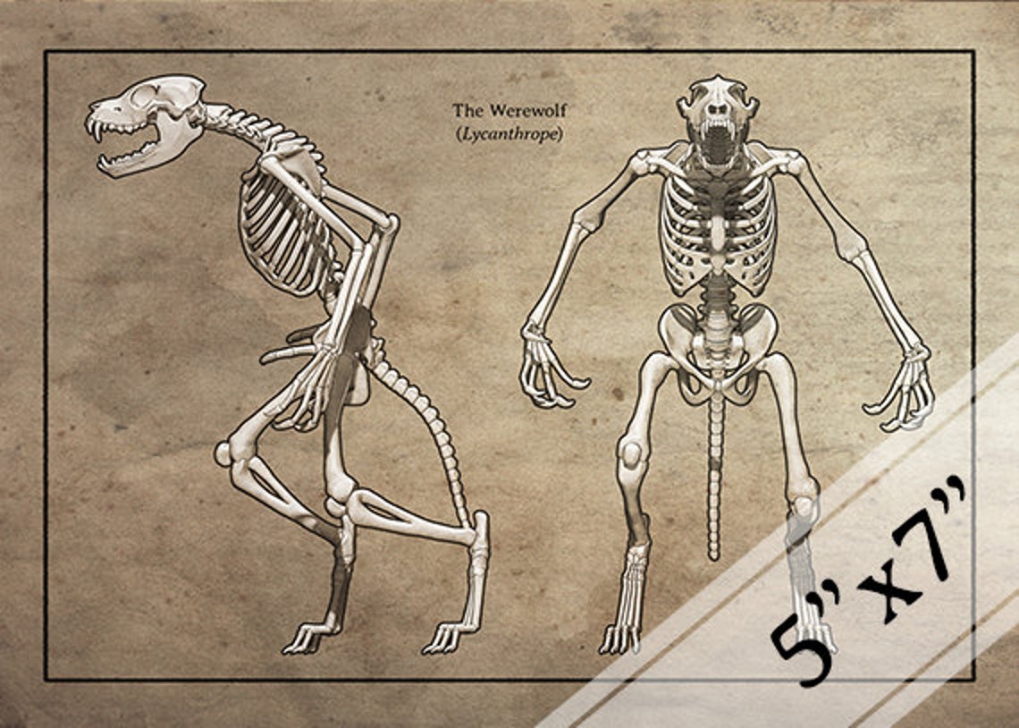 Werewolf Skeleton Fauxscientific Print Etsy