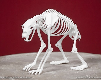 bear bones taxidermy