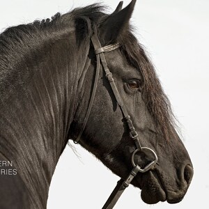 Friesian Stallion Equine Portrait Signed Print