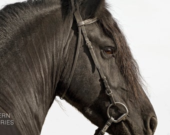 Friesian Black Stallion Equine, Horse Portrait, Signed Wall Prints, Decor