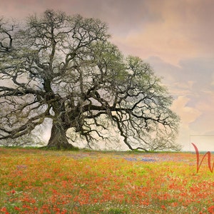 May include: A large, gnarled oak tree stands in a field of wildflowers, with a pink and orange sunset sky in the background. The wildflowers are a mix of red, blue, and yellow.