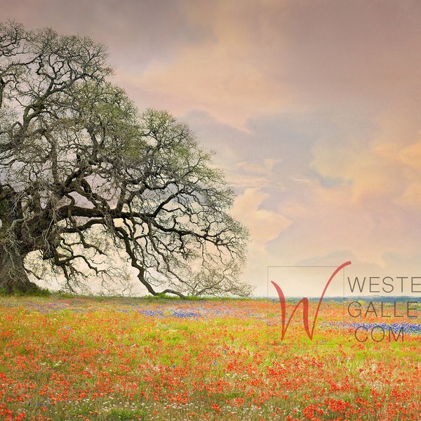 Best of Texas Hill Country Giant Oak Tree & Wildflowers Signed Fine Art Print  -  mantel above couch wall canvas