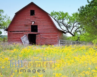 Texas Hill Country Red Barn Yellow Wildflowers, Backroads, Photography Print, Decor