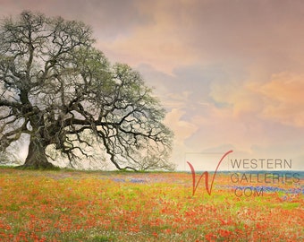 Best of Texas Hill Country Giant Oak Tree & Wildflowers Signed Fine Art Print  -  mantel above couch wall canvas