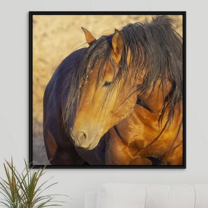 Wild Horse Photography, Bay Stallion II, McCullough Peaks near Cody Wyoming