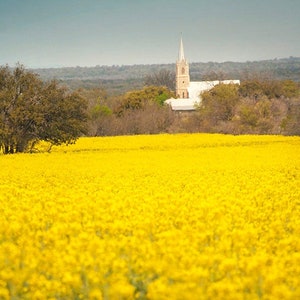 Texas Hill Country Yellow Wildflowers, Doss Fredericksburg TX Church Fine Art Photography Print Gift 5x7 8x10 11x14 16x20