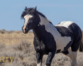 Wild Horse Photography, Washakie Black & White Paint Stallion, McCullough Peaks near Cody Wyoming