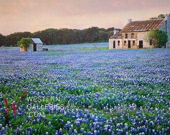 May include: A field of bluebonnet wildflowers in bloom with a stone house and a smaller stone building in the background. The sky is a soft pink and orange.