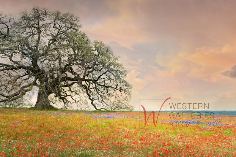 May include: A large, gnarled oak tree stands in a field of wildflowers, with a pink and orange sunset sky in the background. The wildflowers are a mix of red, blue, and yellow.