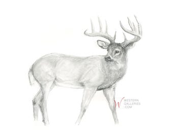Large South Texas Whitetail Buck Fine Art Drawing Deer Prints Decor