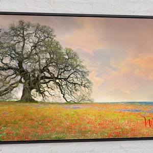 Op de afbeelding: Een eenzame boom met uitgestrekte takken staat in een veld vol wilde bloemen. De bloemen zijn een mix van rood, roze en paars, en de lucht is zacht roze en oranje. De afbeelding is ingelijst in een zwart frame.