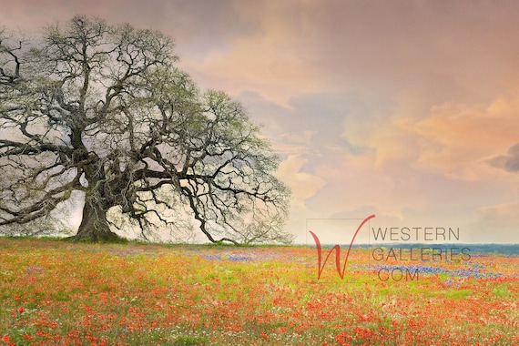 Texas Hill Country Oak Tree Wildflower Field Art Print – Signed Canvas