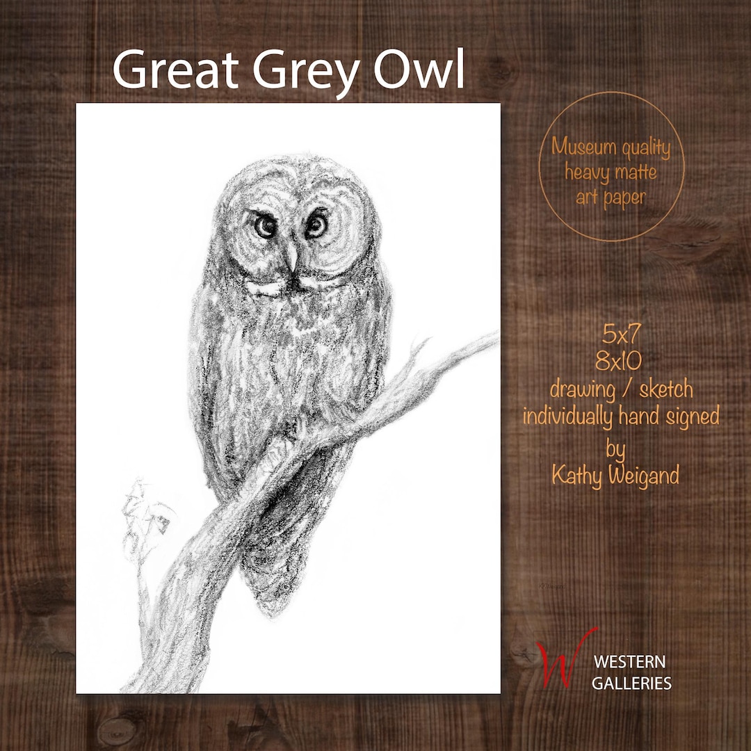Great Grey Owl Print, Signed Charcoal Graphite Drawing, Wildlife Art - Etsy